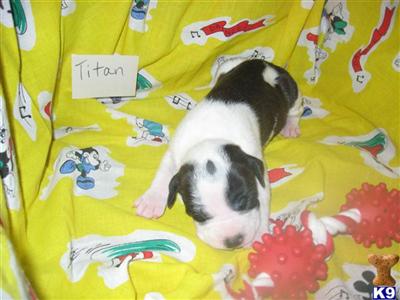 American Staffordshire Terrier Puppies for Sale